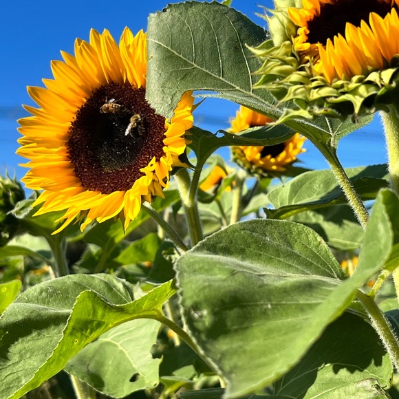 Meet your Posher, Tam - Picture 7 of 7